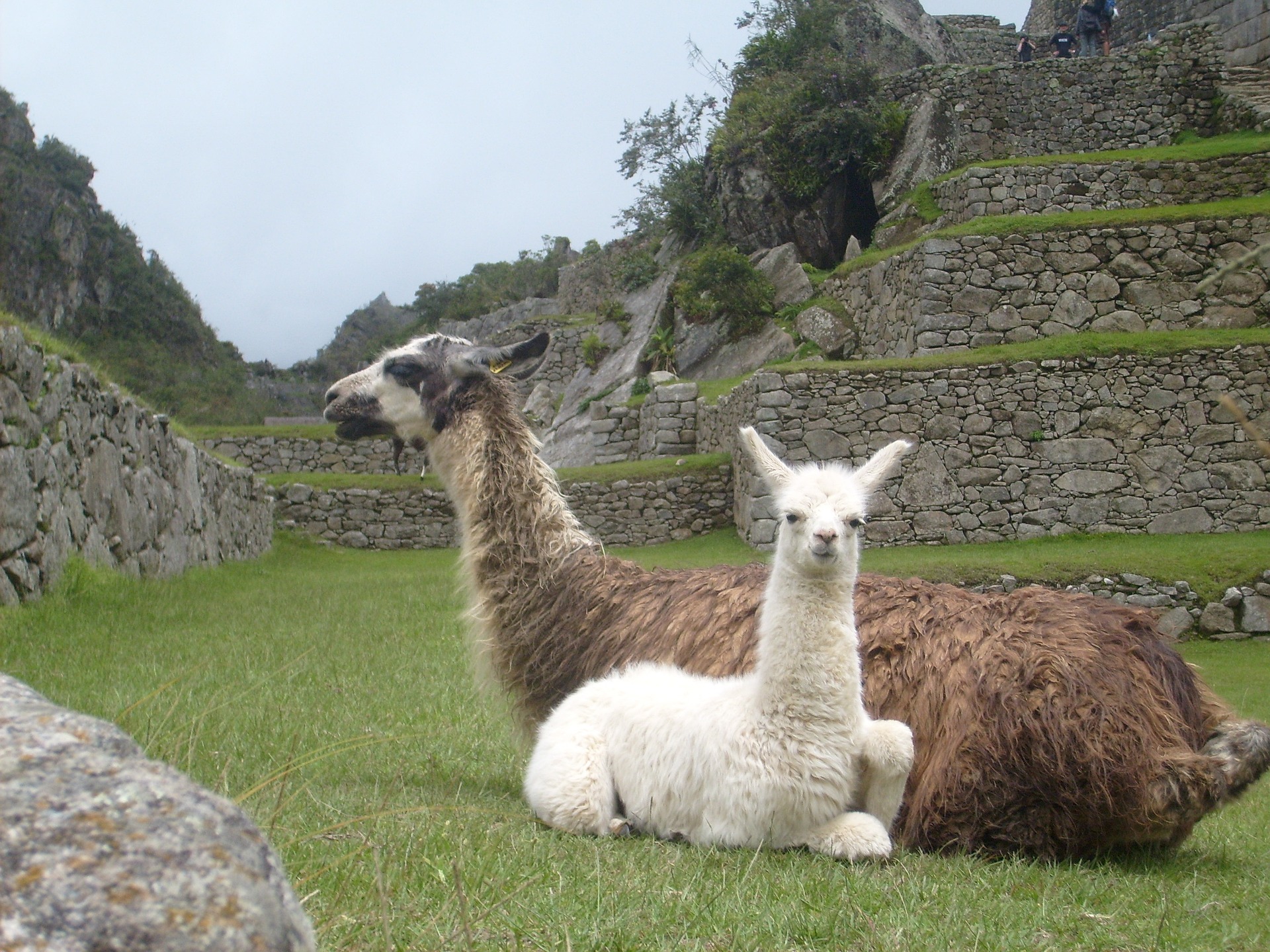 Machu Picchu Animals - All Creatures Great And Small